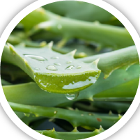 Aloe